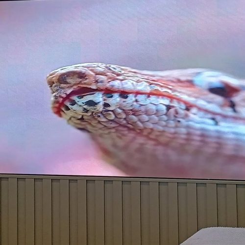 Painel de LED P1.2 fine pitch exibindo o close de uma serpente em altíssima definição, evidenciando o nível de detalhe do pixel pitch fino