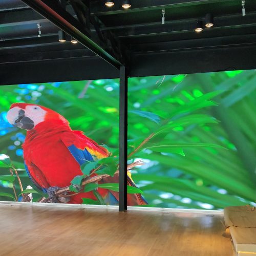 Painéis de LED ligados exibindo imagem de arara em alta definição no showroom Yamaha Intermezzo