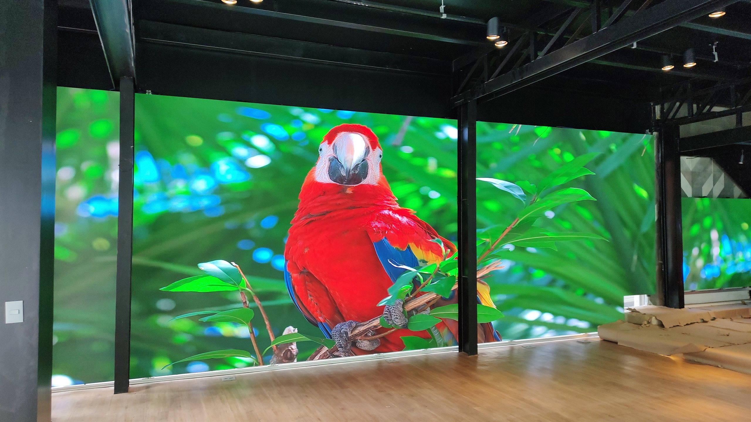 Painel de LED indoor exibindo arara-vermelha em close frontal com nitidez e cores vivas na loja Yamaha Intermezzo